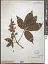 Aesculus glabra Willd.
