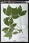Aesculus glabra Willd.