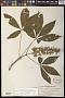Aesculus glabra Willd.