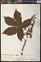 Aesculus turbinata Blume