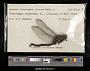 Aeshna interrupta interna