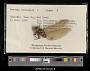 Aeshna verticalis