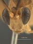 Aethioplitops mutica