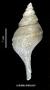 Aforia gonioides