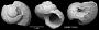 Afrollonia nigeriensis Adegoke