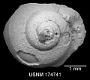 Afrollonia nigeriensis Adegoke