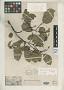 Agardhia cryptantha Spreng.