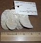 Agaricia sp.