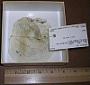 Agaricia sp.