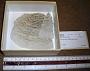 Agaricia sp.