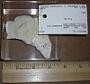 Agaricia sp.