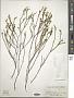 Agathosma sp.
