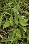 Ageratum conyzoides L.