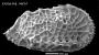 Agrenocythere sp Benson, 1972