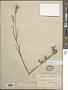 Agrostemma githago L.