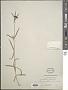 Agrostemma githago L.