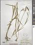 Agrostemma githago L.