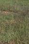 Agrostis sp.