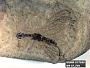Agulla protomaculata