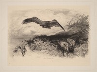 Aigle au vol