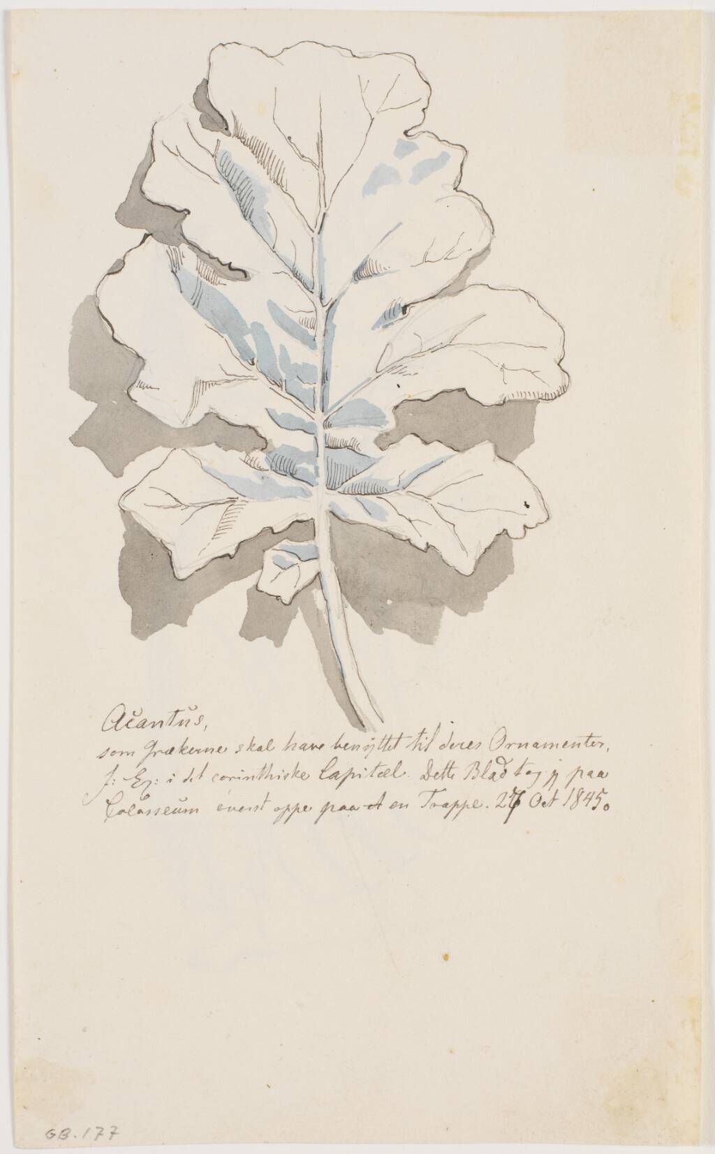 Akantusblad