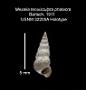Alabina tenuisculpta phalacra