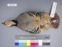 Alectoris chukar