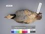 Alectoris chukar