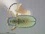 Alethaxius meliae