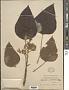 Aleurites moluccanus (L.) Willd.