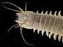 Alitta sp.