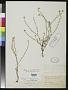 Allocarya dichotoma Brandegee