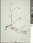 Allocarya scouleri (Hook. & Arn.) S.W. Greene