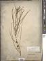 Allocasuarina distyla (Vent.) L.A.S. Johnson