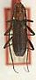 Allogaster nigripennis