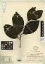 Allophylus apiocarpus Radlk.