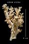 Allopora brochi