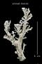 Allopora campyleca tylota