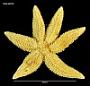 Allostichaster insignis