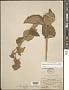 Allowissadula rosei (R.E. Fr.) D.M. Bates