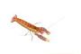 Alpheidae