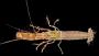 Alpheidae