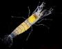 Alpheidae