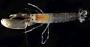 Alpheidae