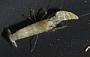 Alpheidae