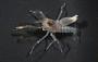Alpheidae