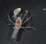 Alpheidae