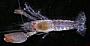 Alpheus alcyone