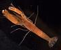 Alpheus crockeri