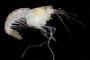 Alpheus deuteropus